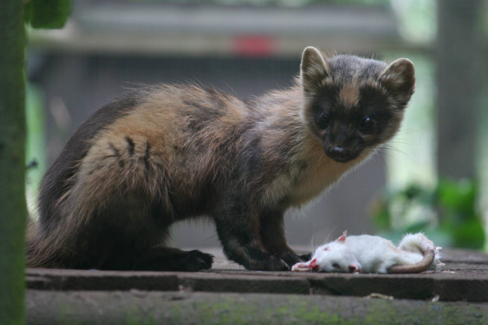 Pine marten
