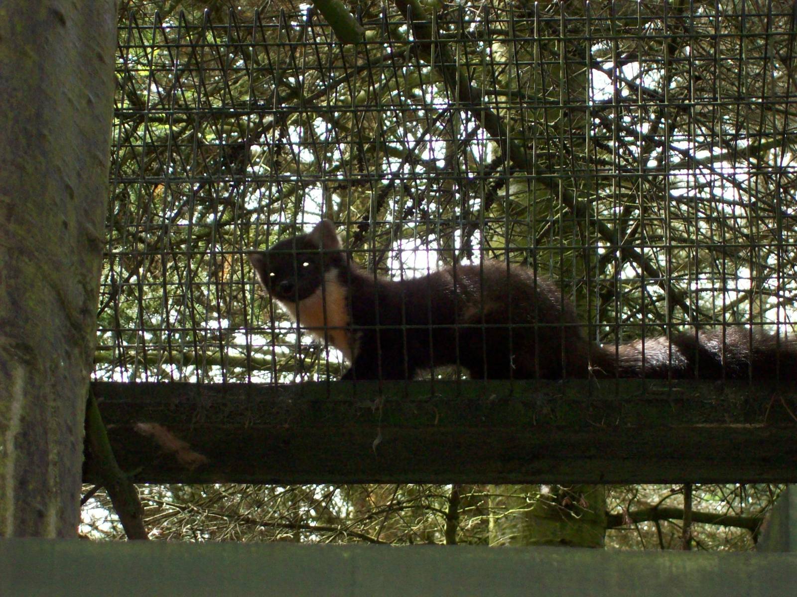 pine marten