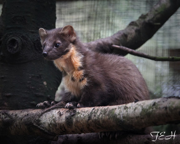 pine marten
