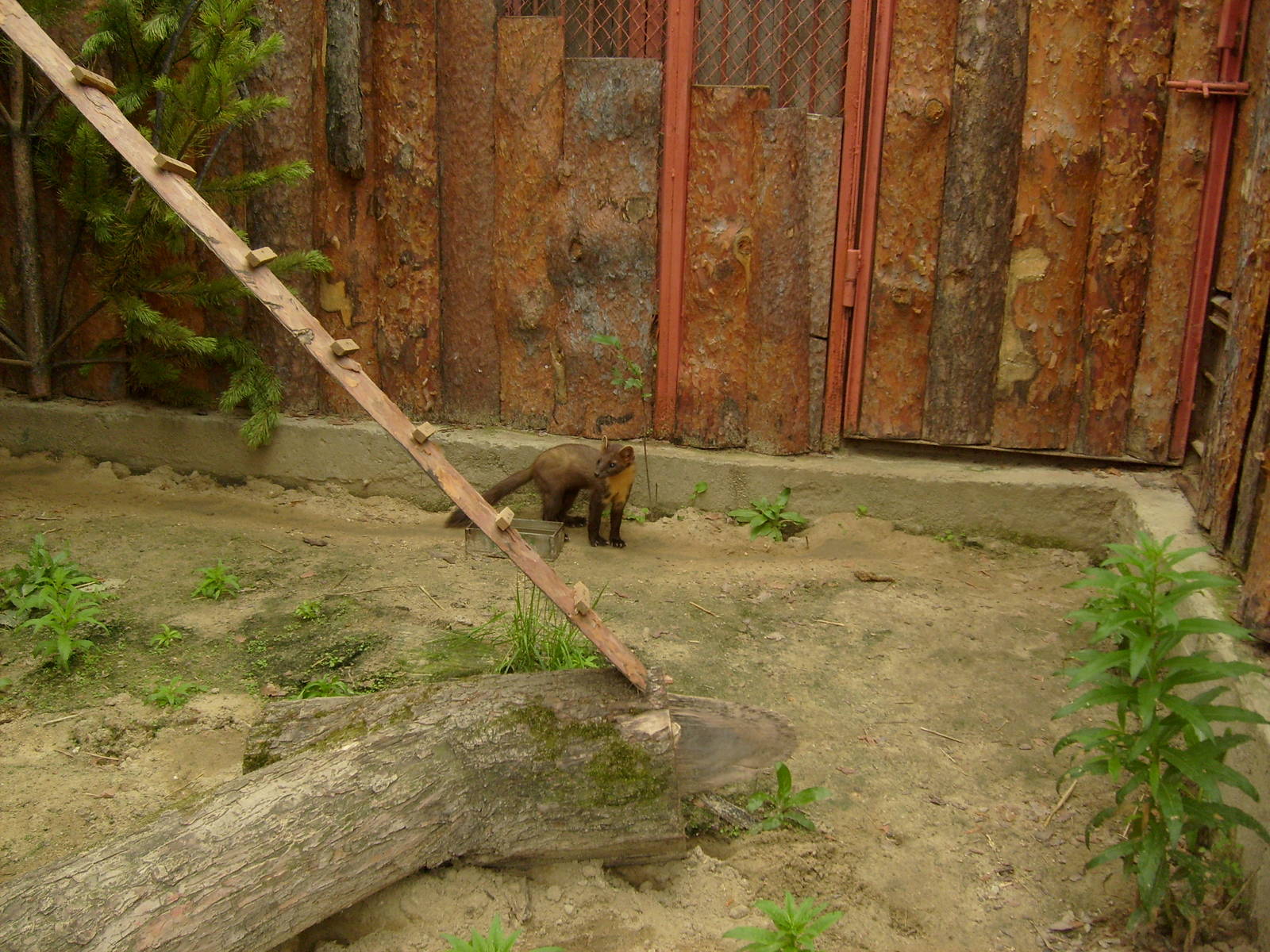 Pine marten