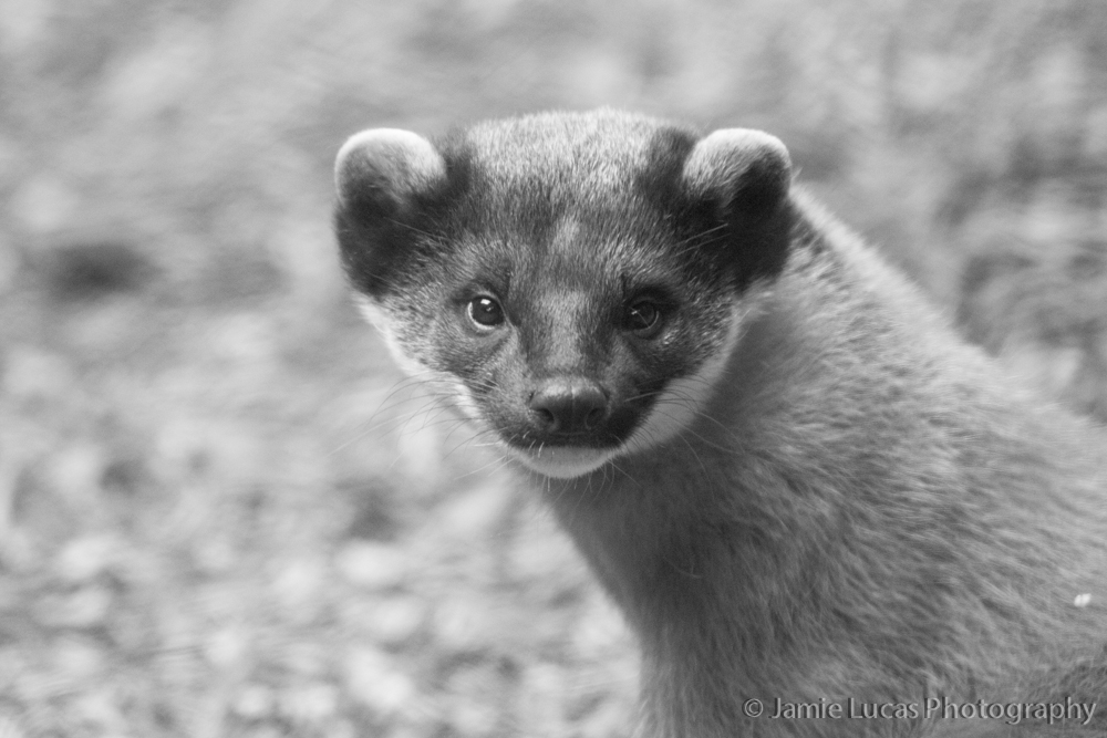 Pine Marten
