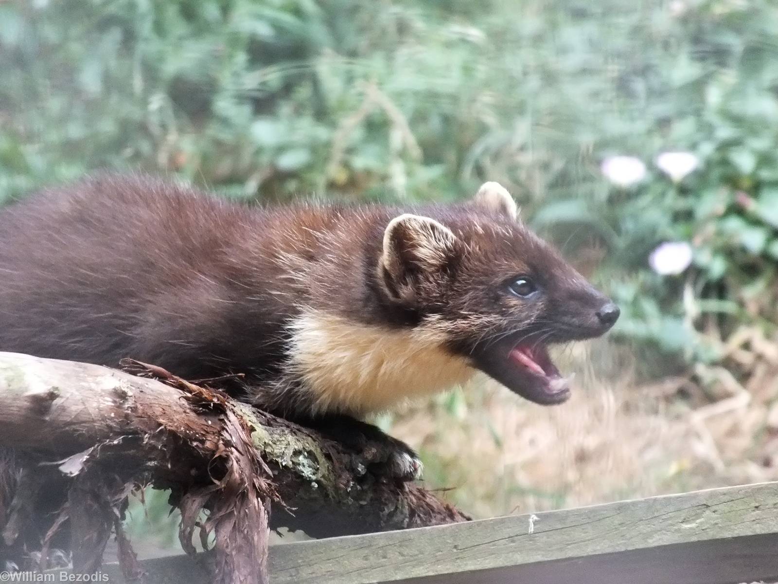 Pine Marten