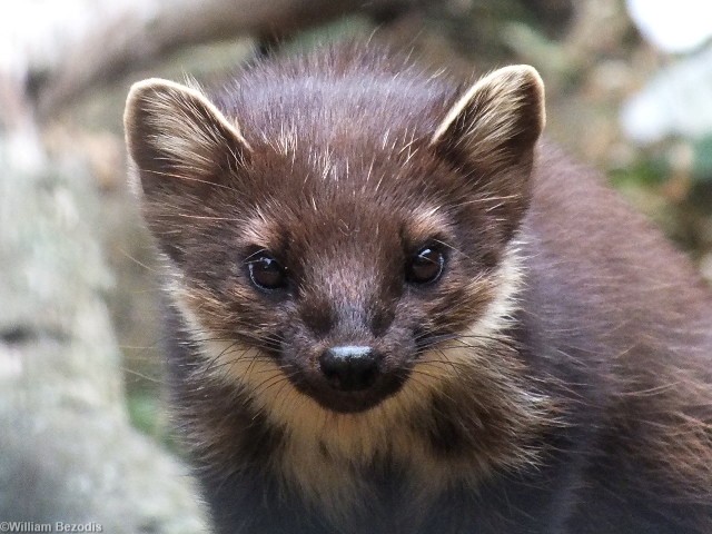 Pine Marten