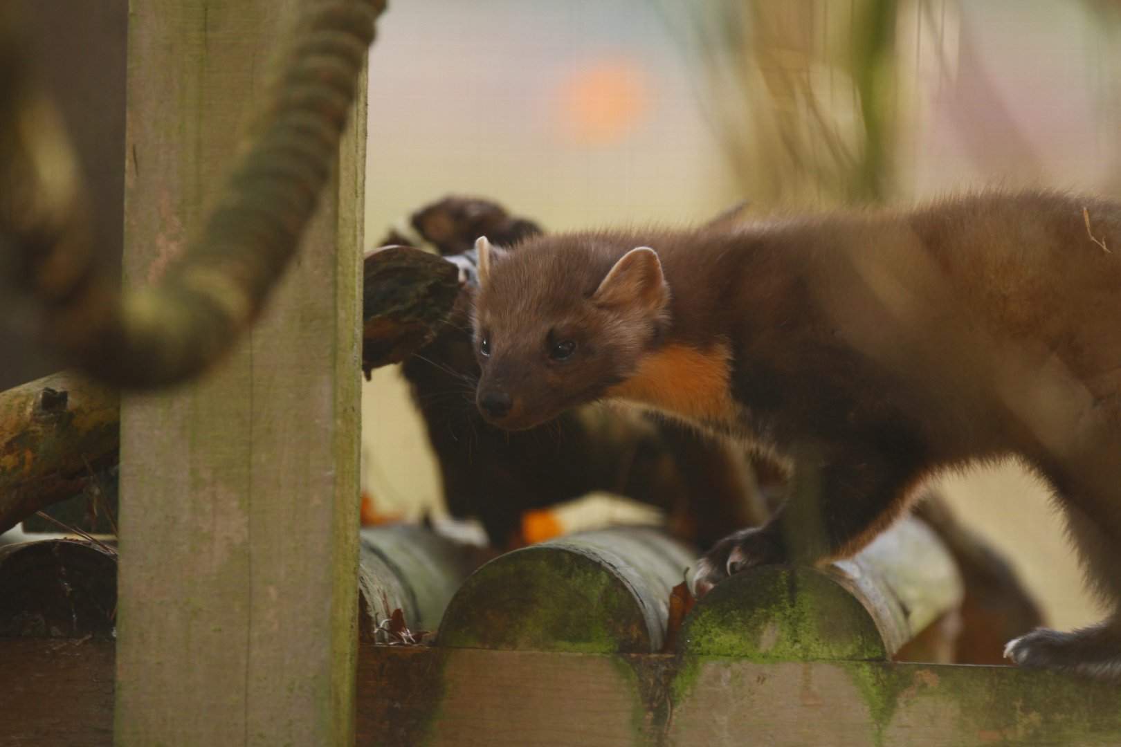 Pine Marten