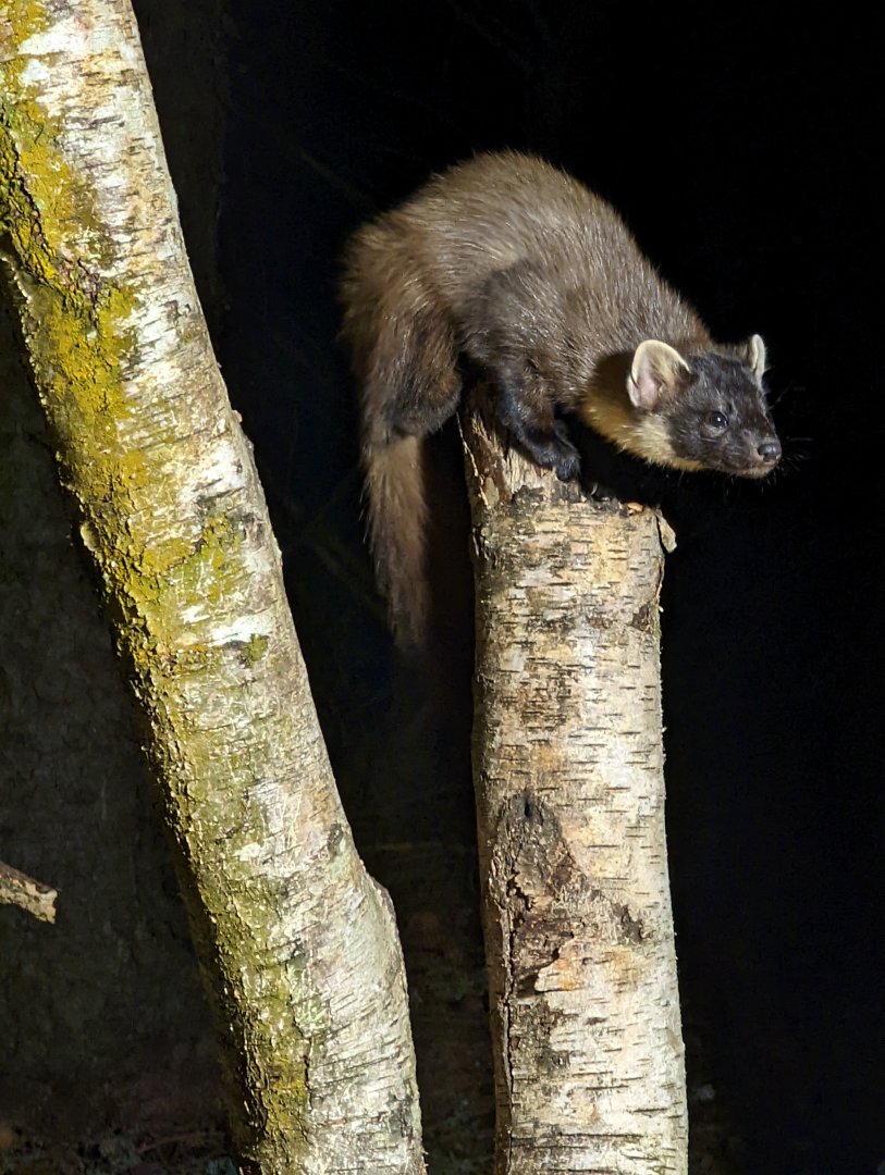 Pine Marten