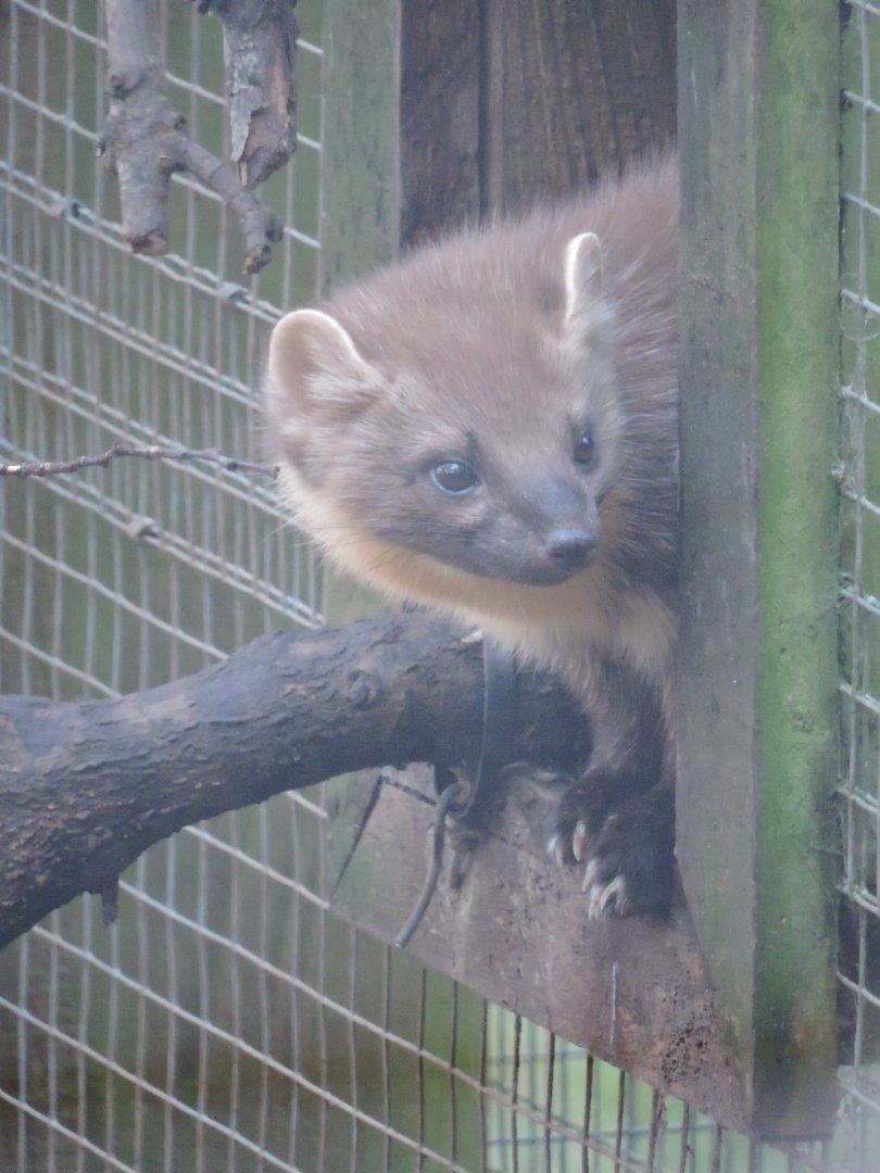 Pine Marten