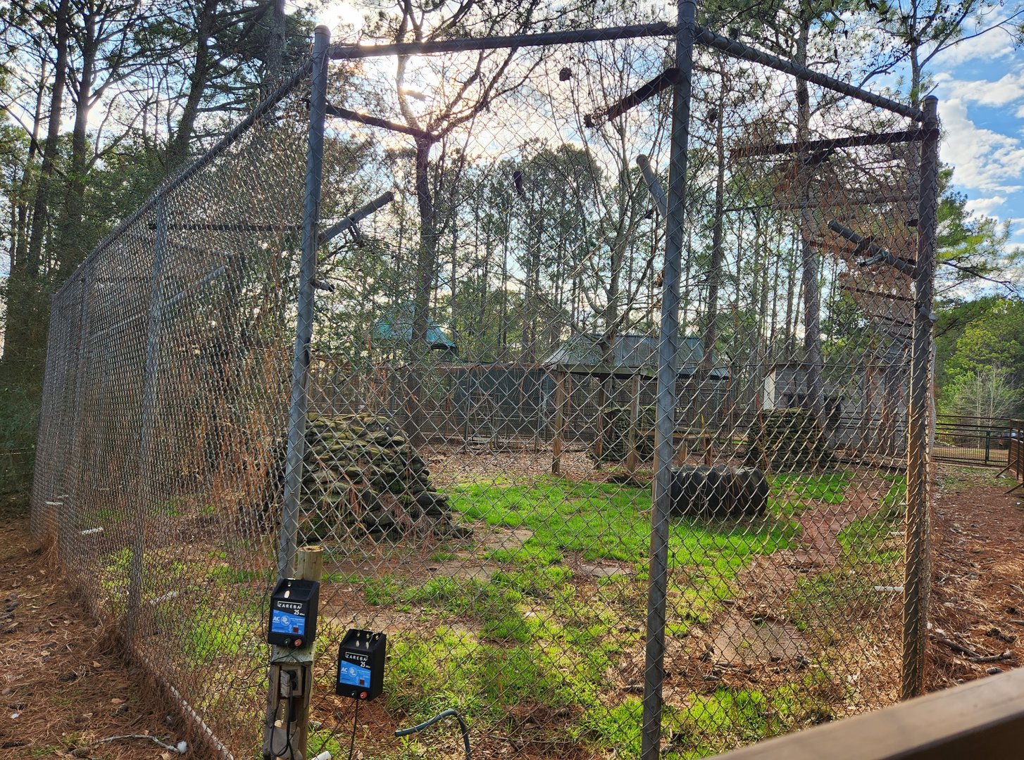 Pine Mountain Safari - American Black Bear yard