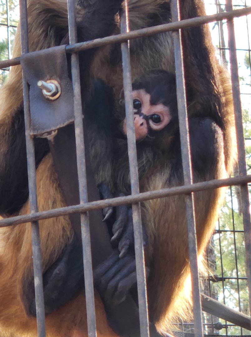 Pine Mountain Safari - Baby spider monkey