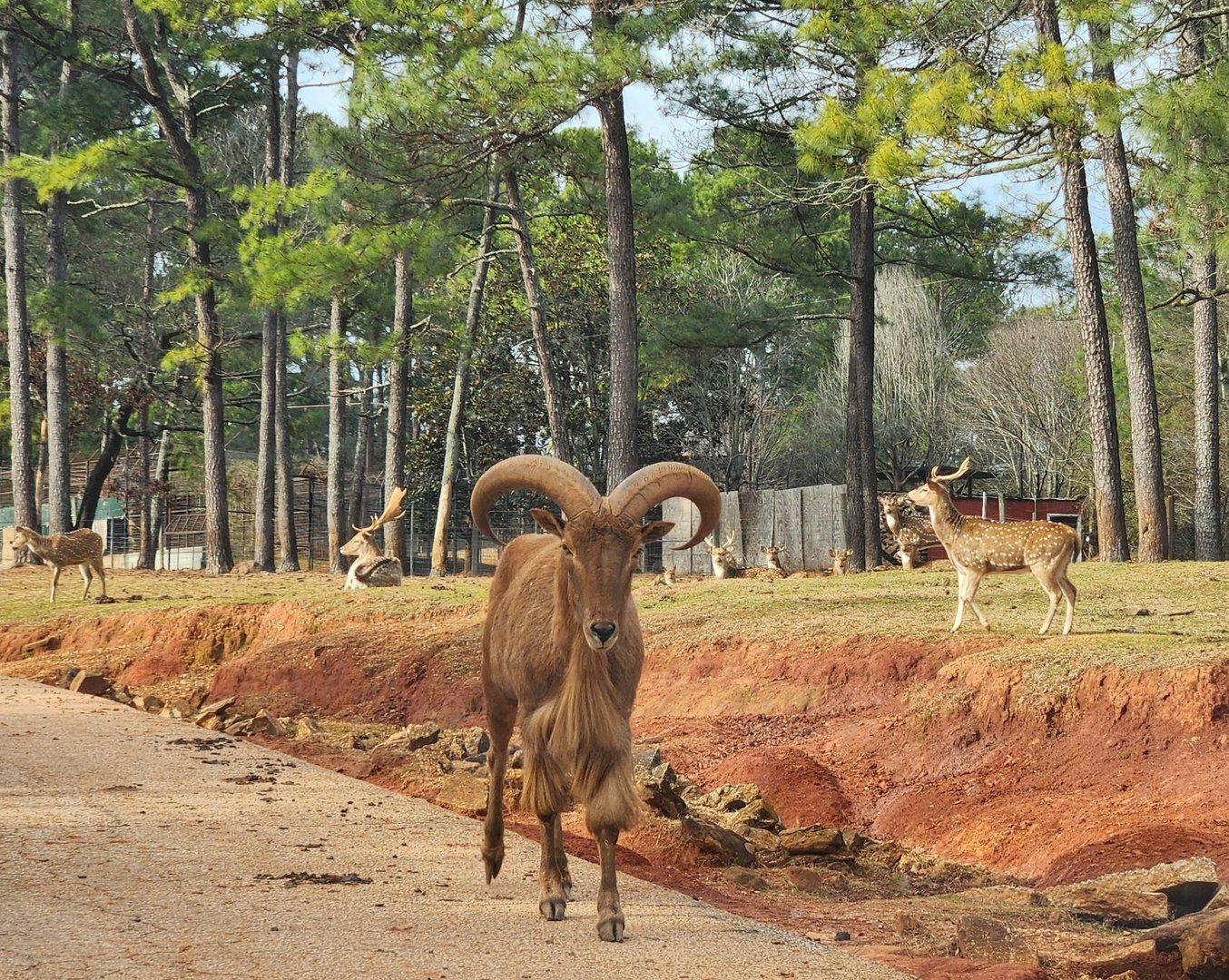 Pine Mountain Safari - Barbary Sheep and deer