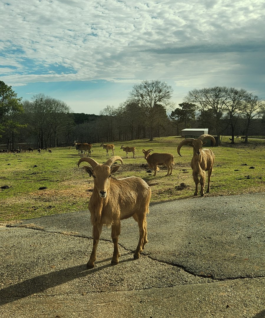 Pine Mountain Safari - Barbary Sheep herd