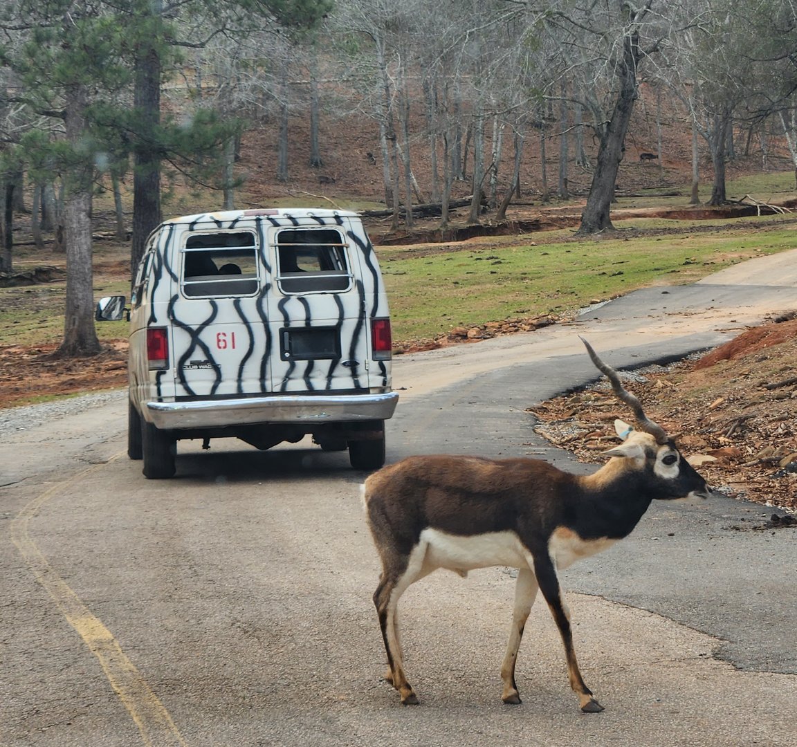 Pine Mountain Safari - Blackbuck on road