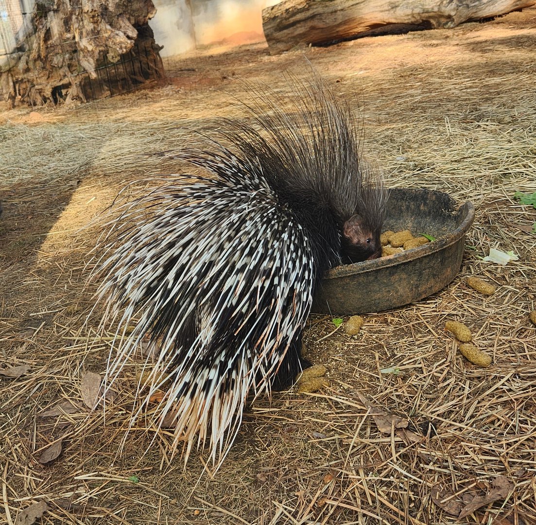 Pine Mountain Safari - Cape Porcupine