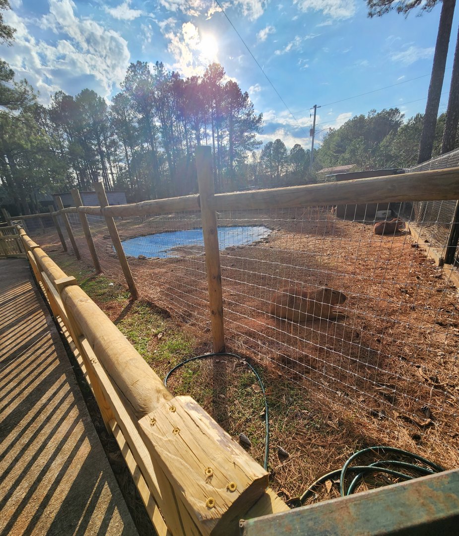 Pine Mountain Safari - Capybara yard