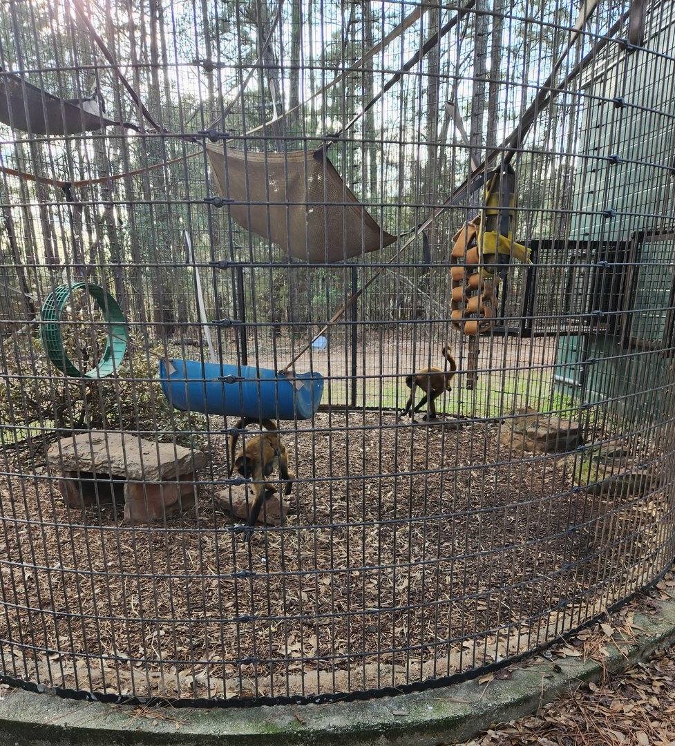 Pine Mountain Safari - Central American Spider Monkey enclosure