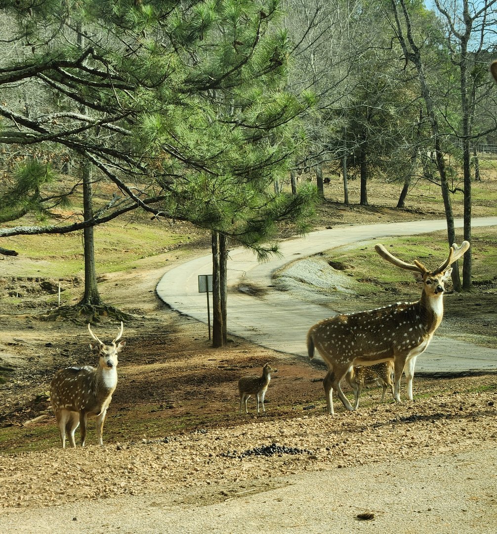 Pine Mountain Safari - Chital