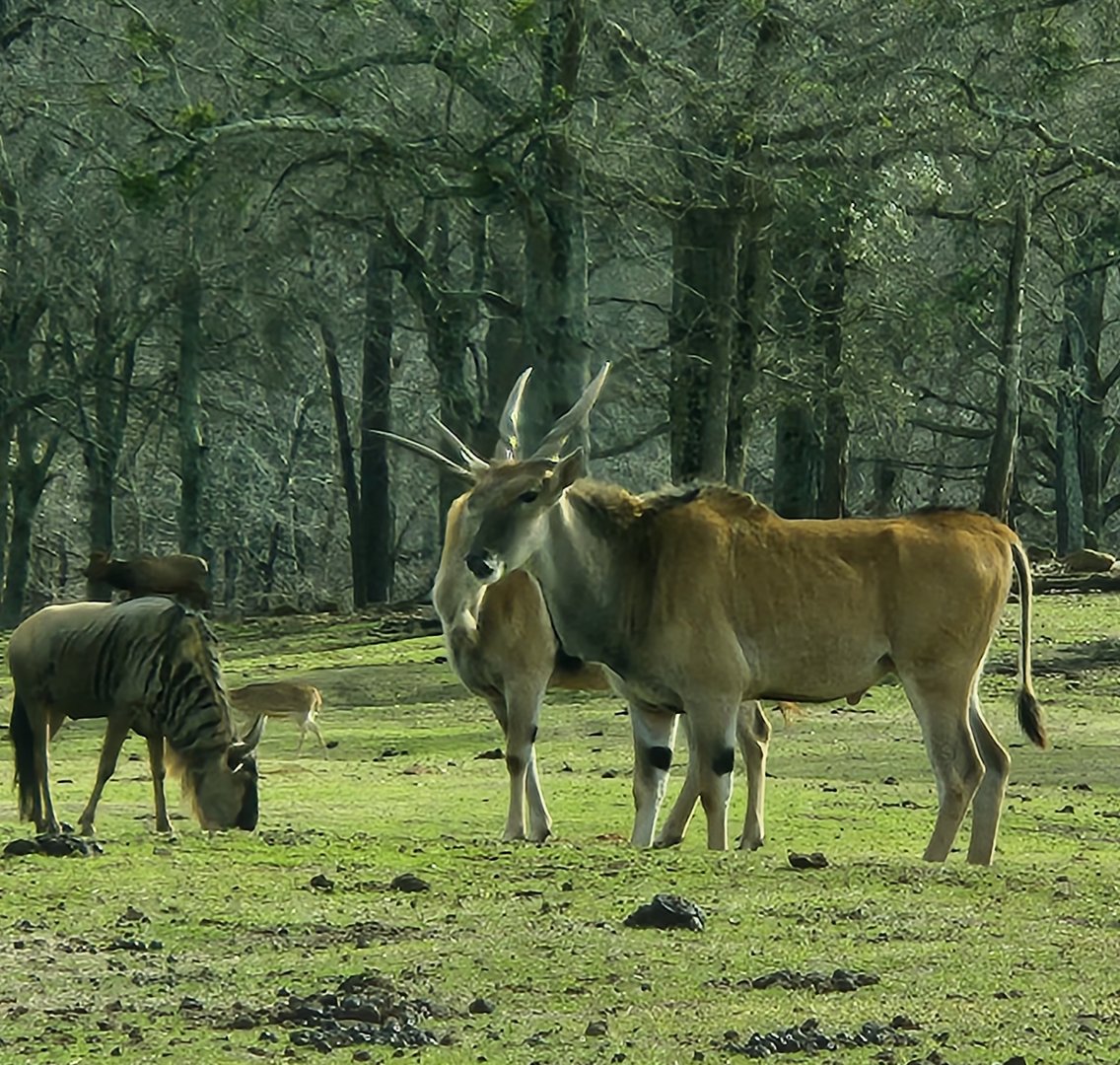 Pine Mountain Safari - Eland and Wildebeest