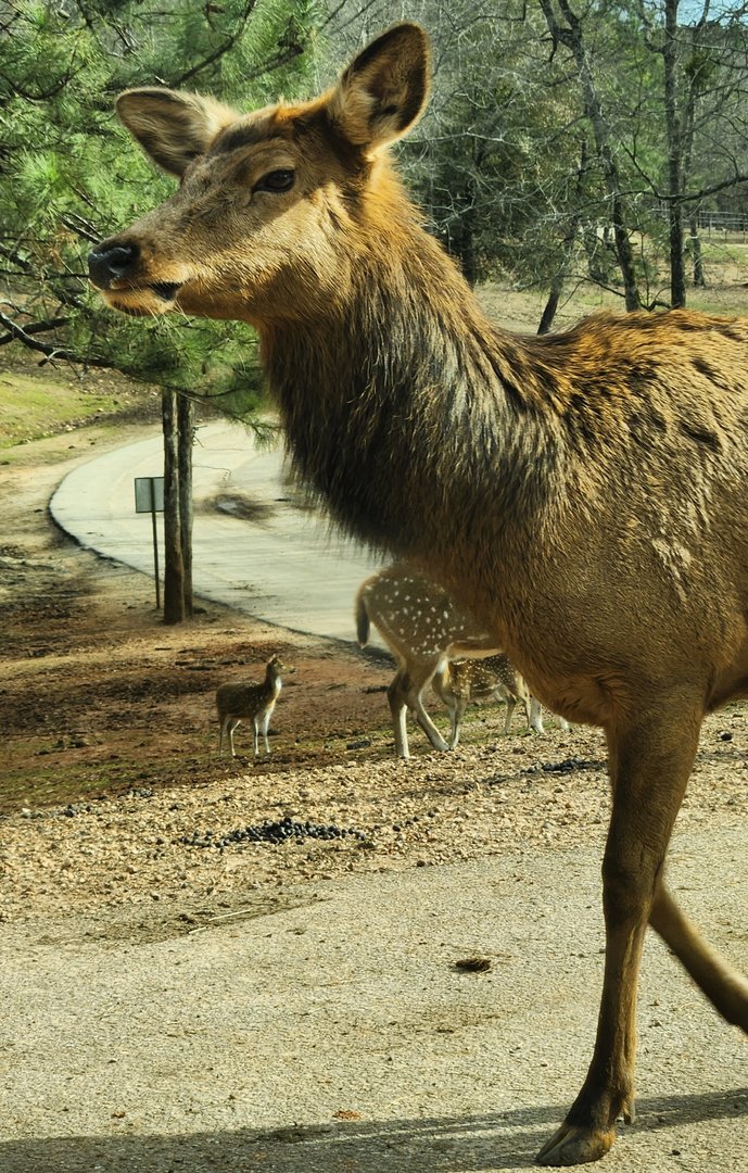 Pine Mountain Safari - Elk cow