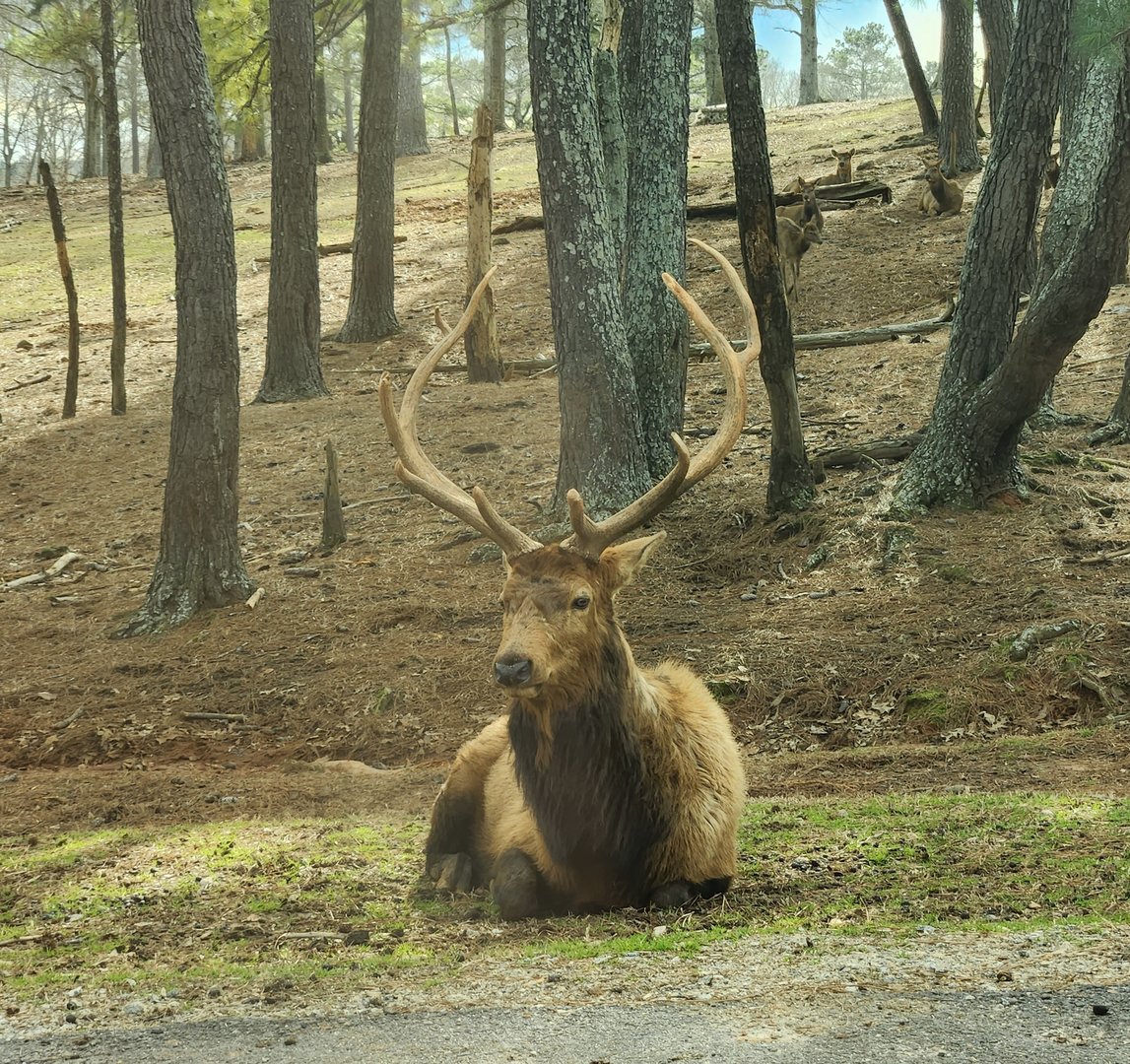 Pine Mountain Safari - Elk