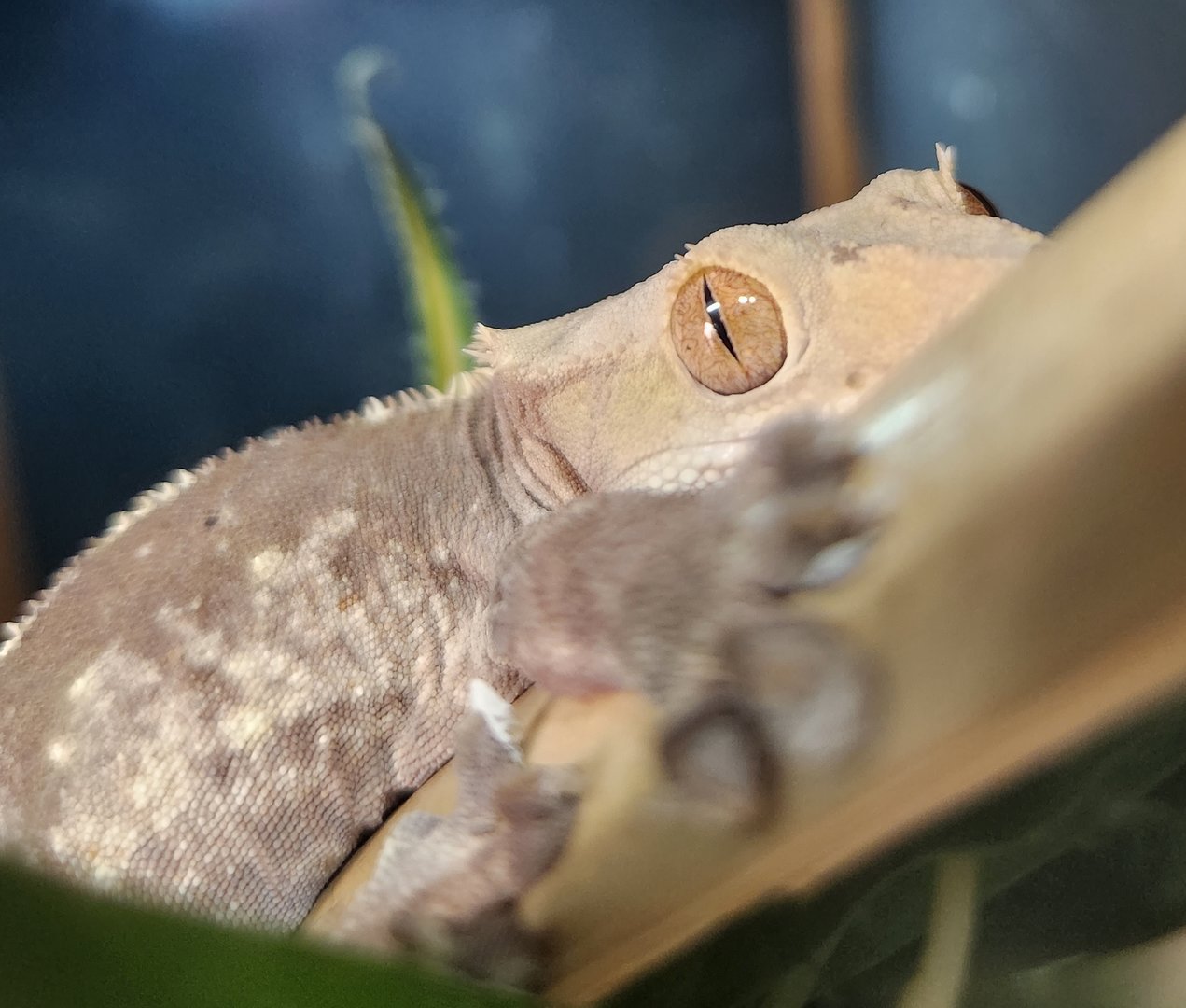 Pine Mountain Safari - Eyelash Gecko