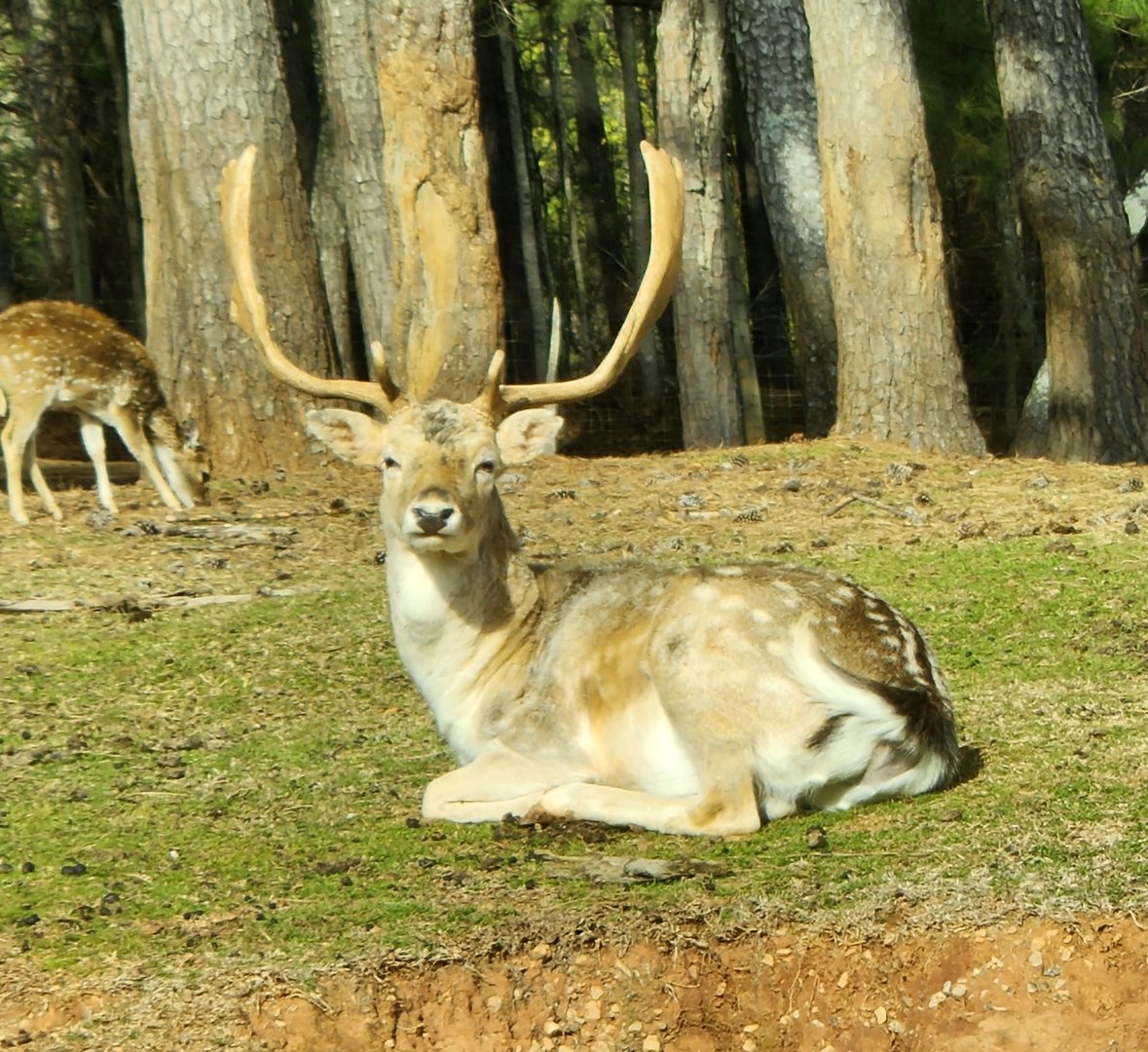 Pine Mountain Safari - Fallow Deer at rest