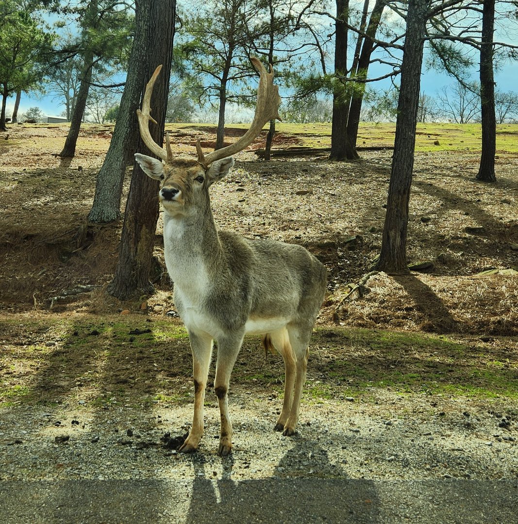 Pine Mountain Safari - Fallow Deer