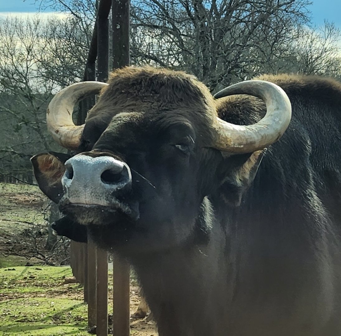 Pine Mountain Safari - Gaur close-up