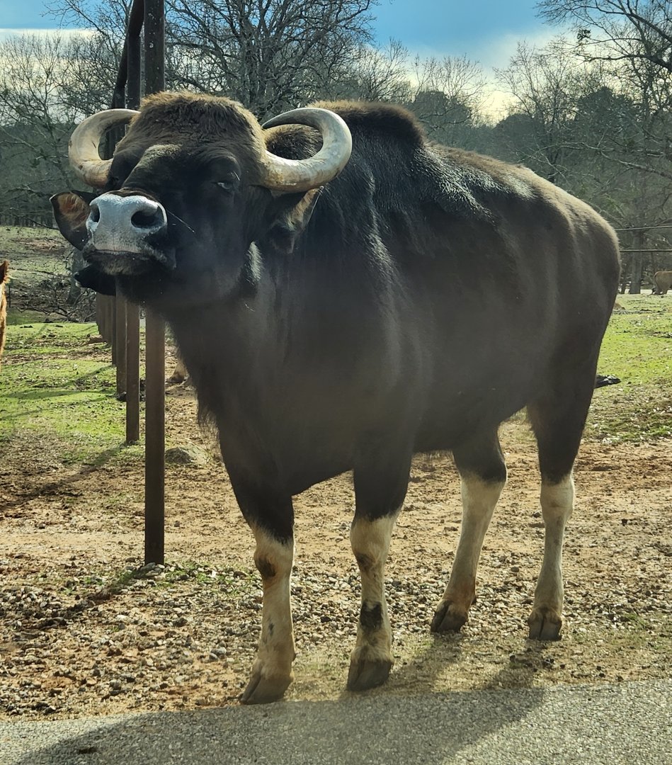Pine Mountain Safari - Gaur