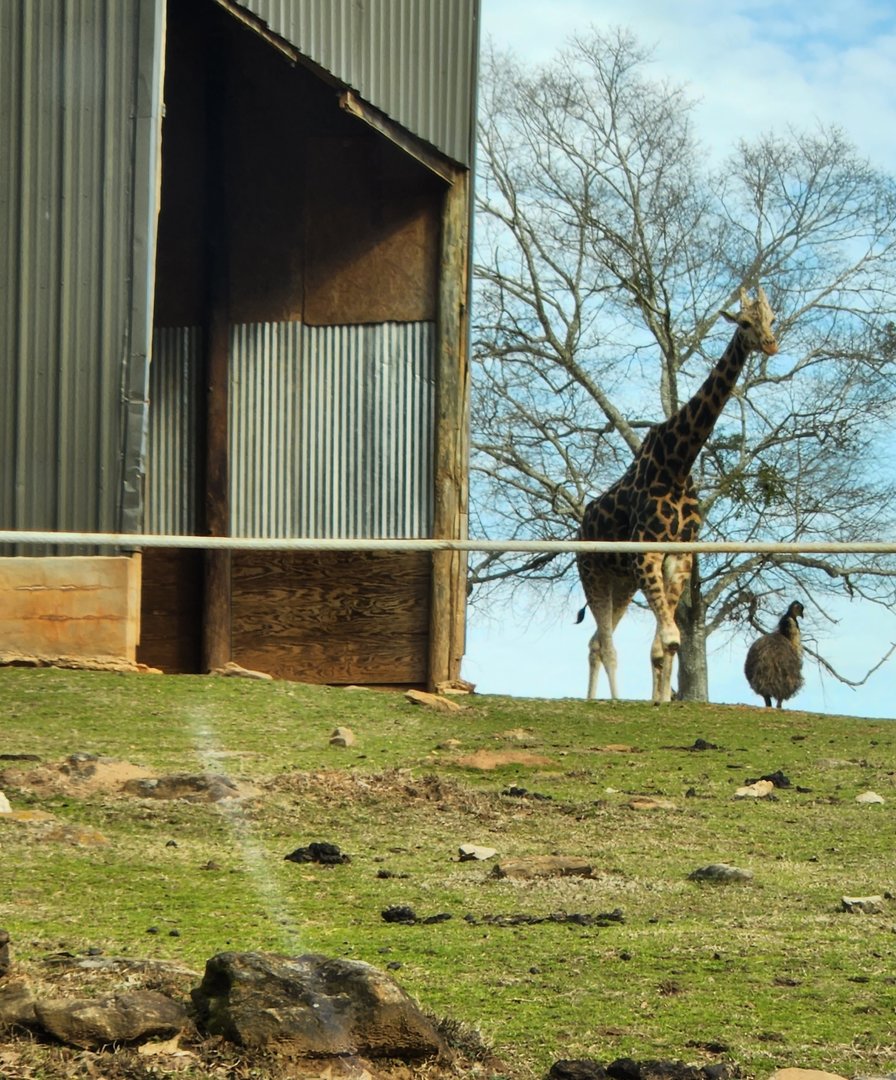 Pine Mountain Safari - Giraffe
