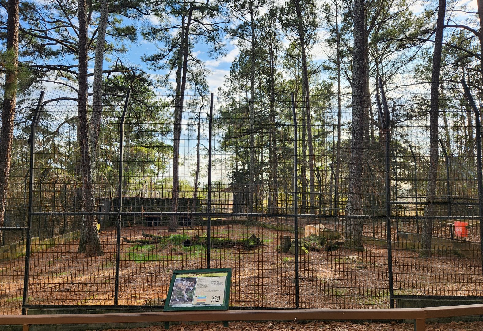 Pine Mountain Safari - Gray Wolf yard