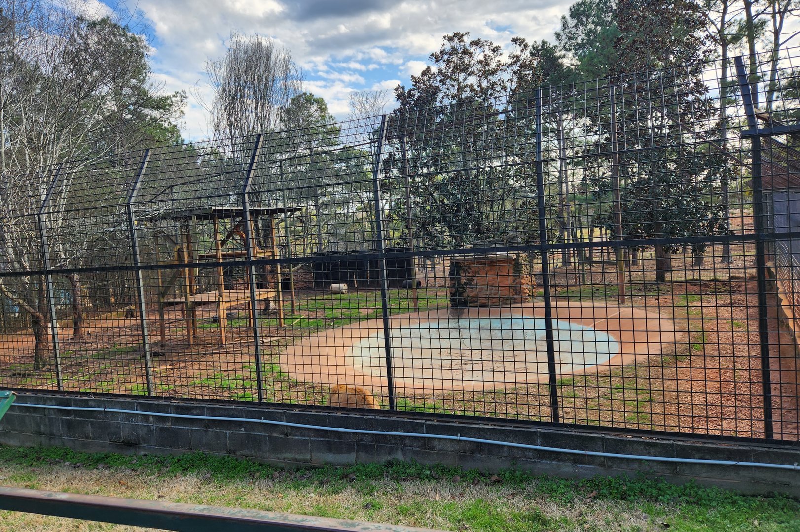 Pine Mountain Safari - Liger enclosure