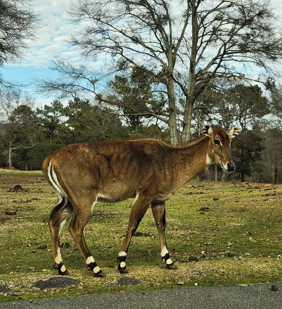 Pine Mountain Safari - Nilgai