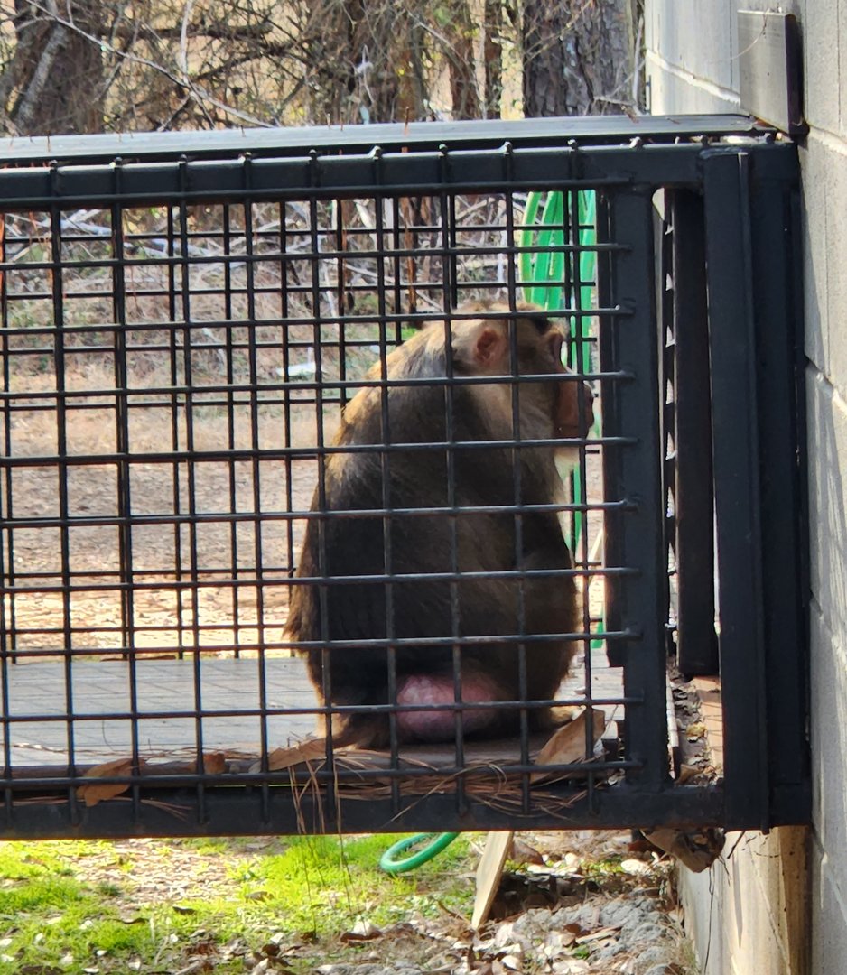 Pine Mountain Safari - Pig-tailed Macaque