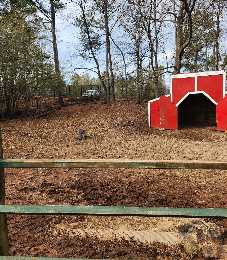 Pine Mountain Safari - Red Kangaroo yard