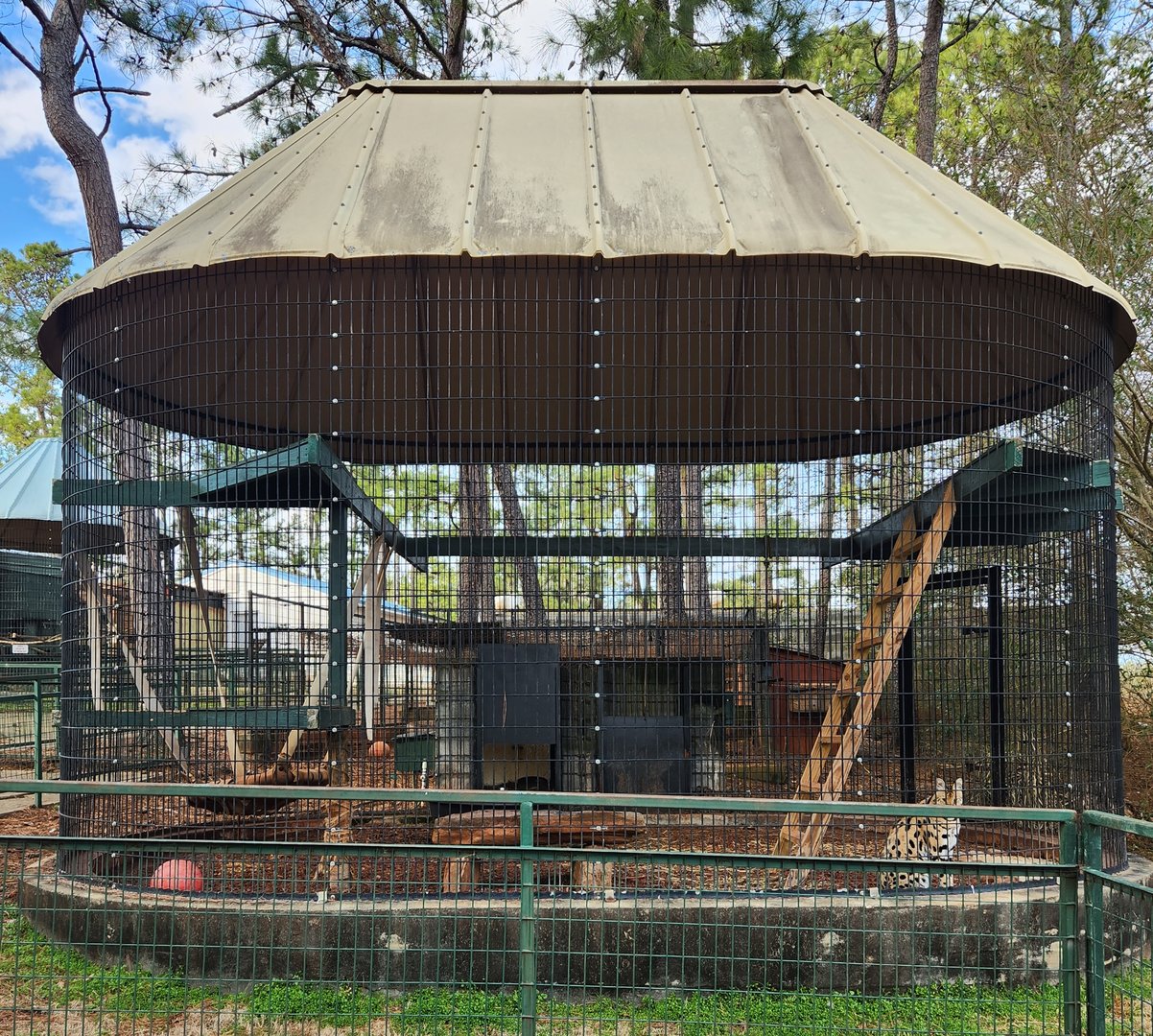 Pine Mountain Safari - Serval enclosure
