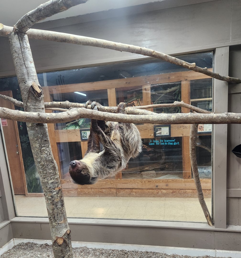 Pine Mountain Safari - Southern Two-toed Sloth