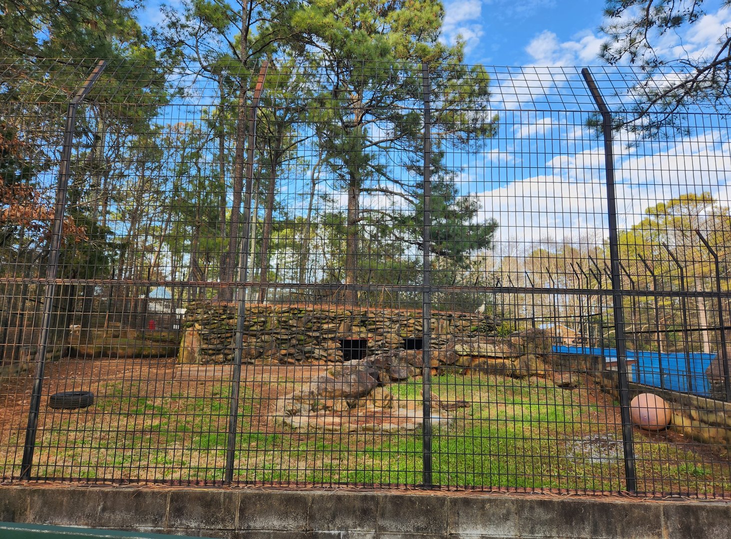 Pine Mountain Safari - Spotted Hyena exhibit