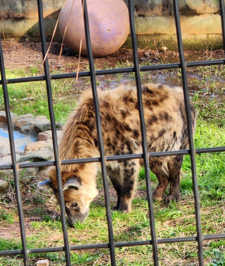 Pine Mountain Safari - Spotted Hyena