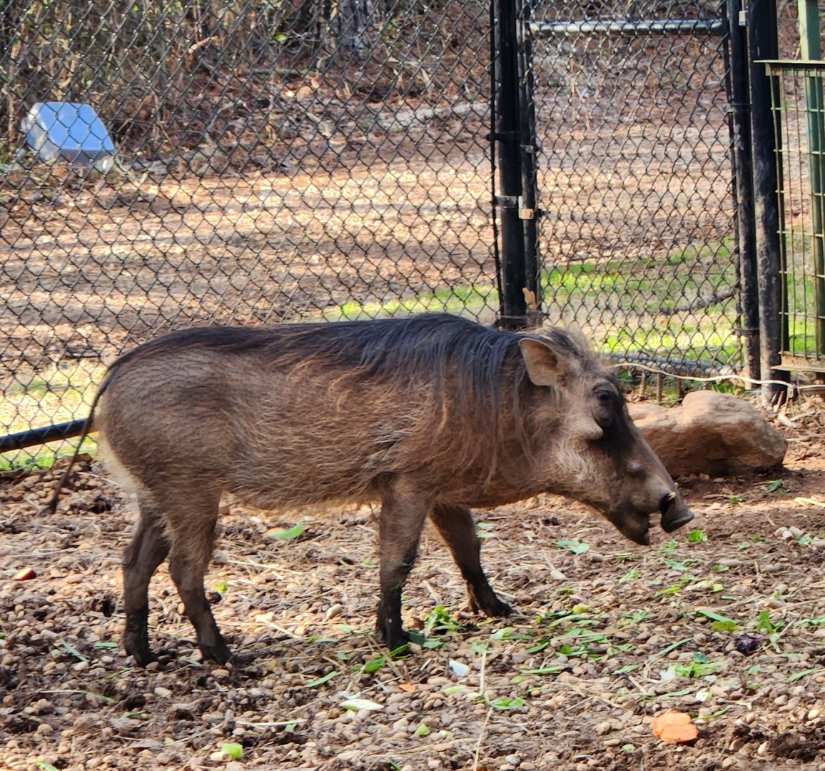 Pine Mountain Safari - Warthog