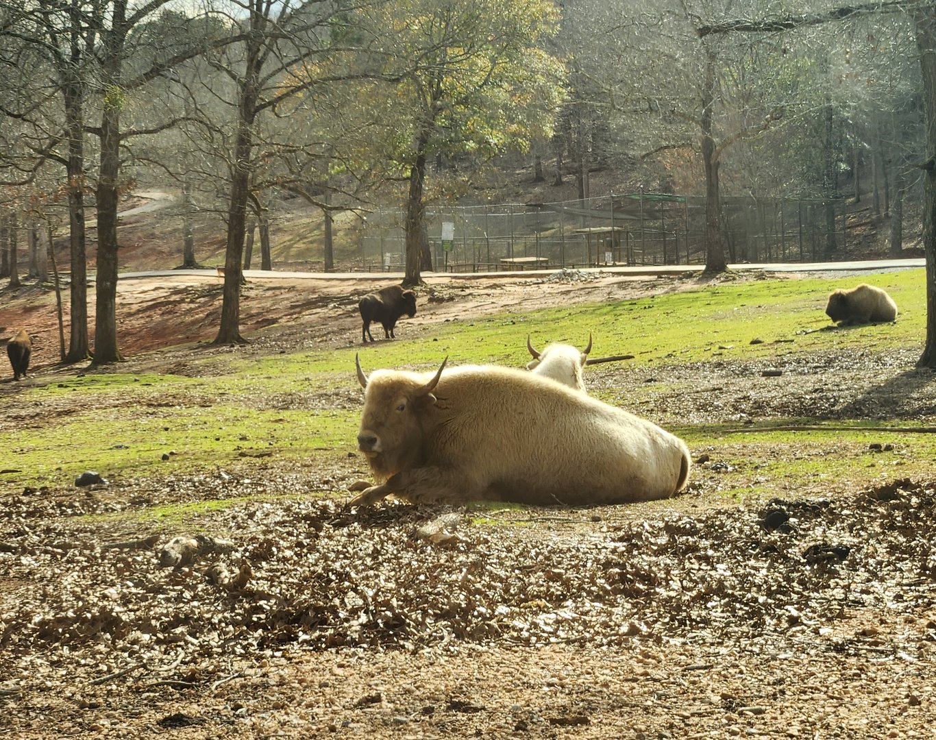 Pine Mountain Safari - White Bison