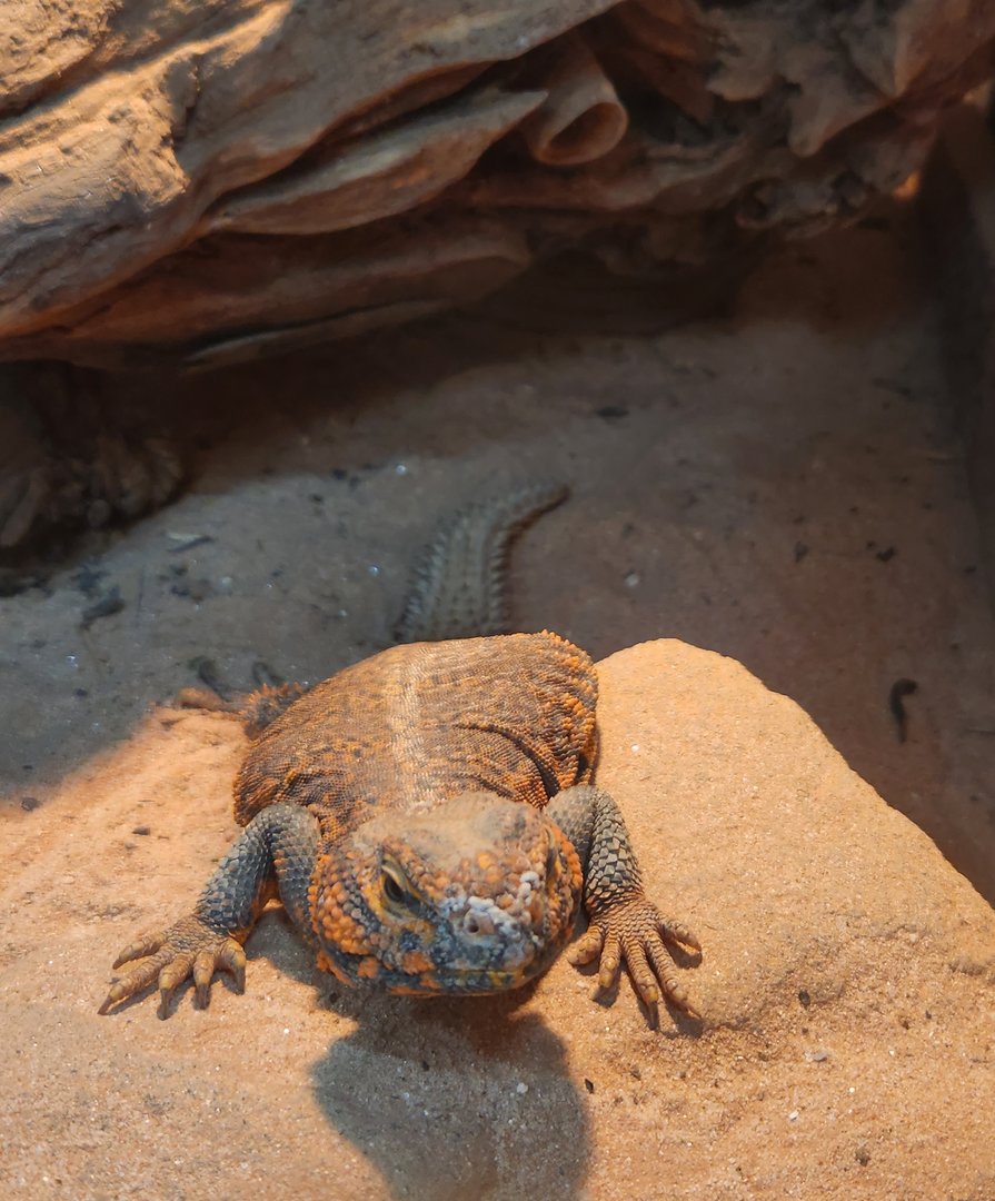 Pine Mountain Safari - Yellow Mastigure