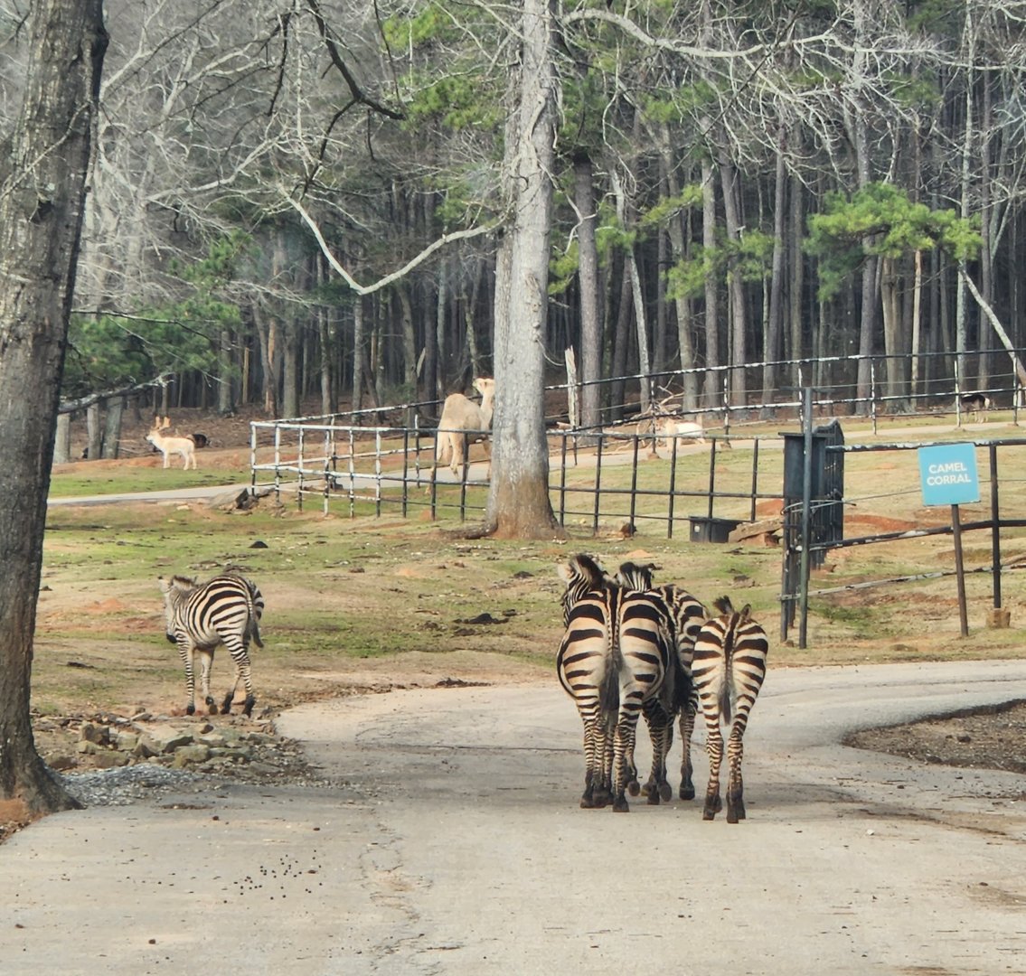 Pine Mountain Safari - Zebras on road