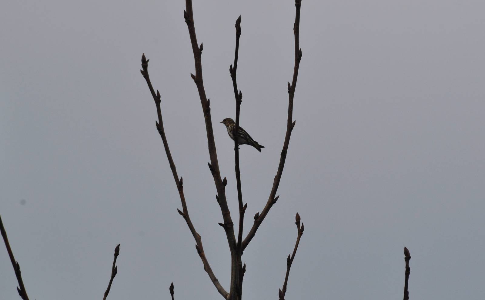 Pine Siskin - Alaska