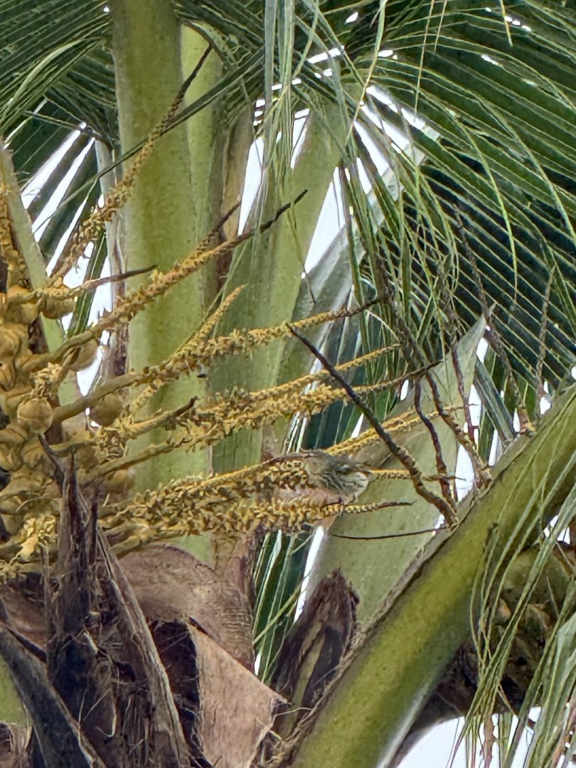 Pine siskin (Spinus pinus)