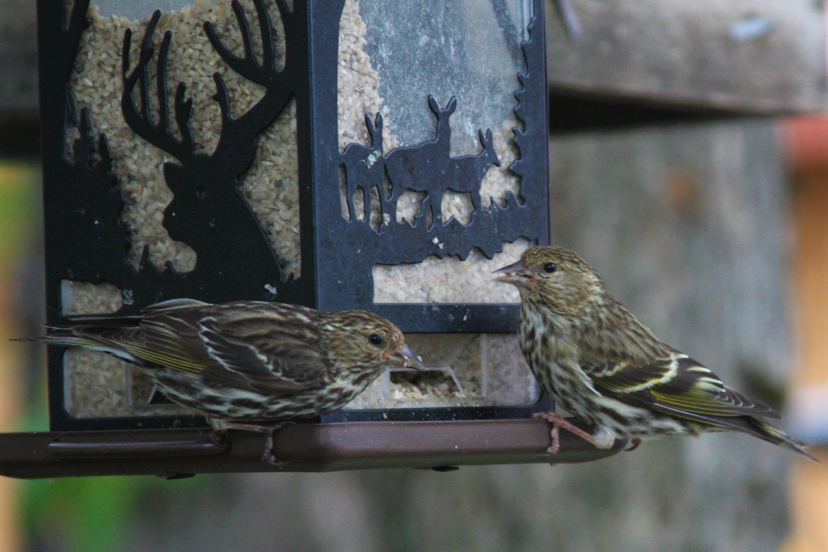 Pine Siskins (wild)