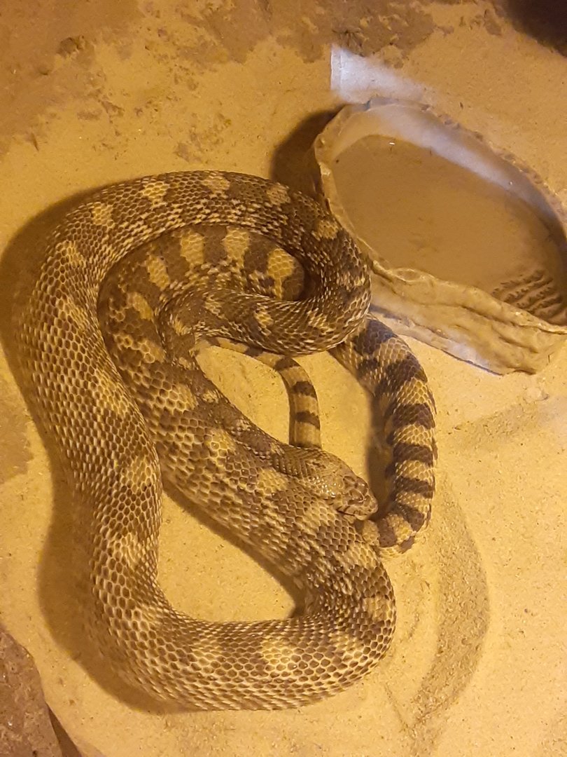 Pine Snake in Children's Zoo