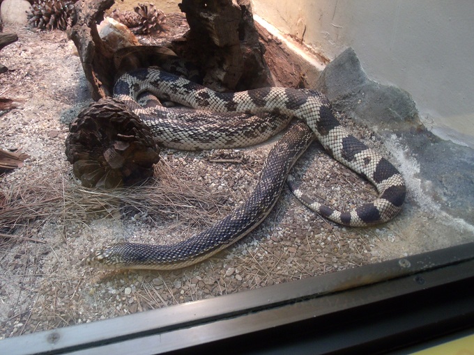 Pine Snake