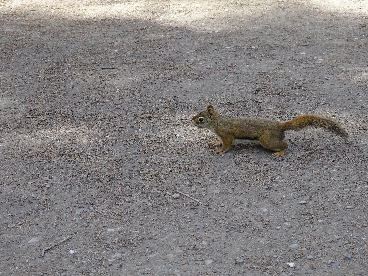 Pine squirrel (Tamiasciurus hudsonicus)