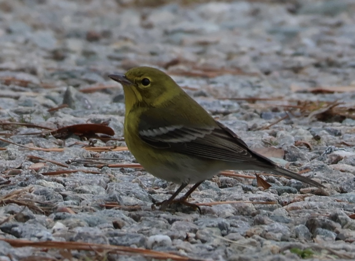 Pine Warbler (Setophaga pinus)