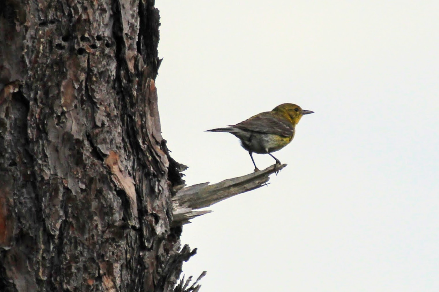 Pine Warbler