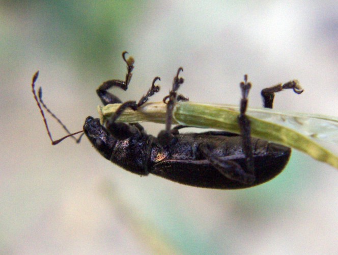 Pine Weevil (Brachyderes lusitanicus)